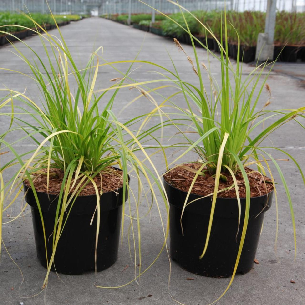 Carex oshimensis 'Everillo' plant