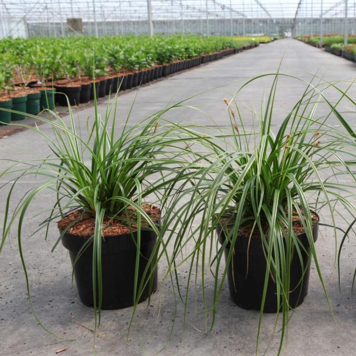 Carex oshimensis 'Everlime' plant