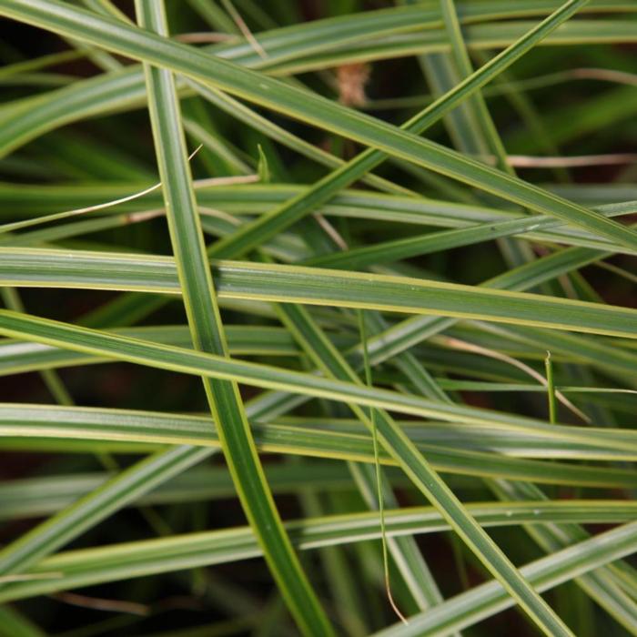 Carex oshimensis 'Everlime' plant