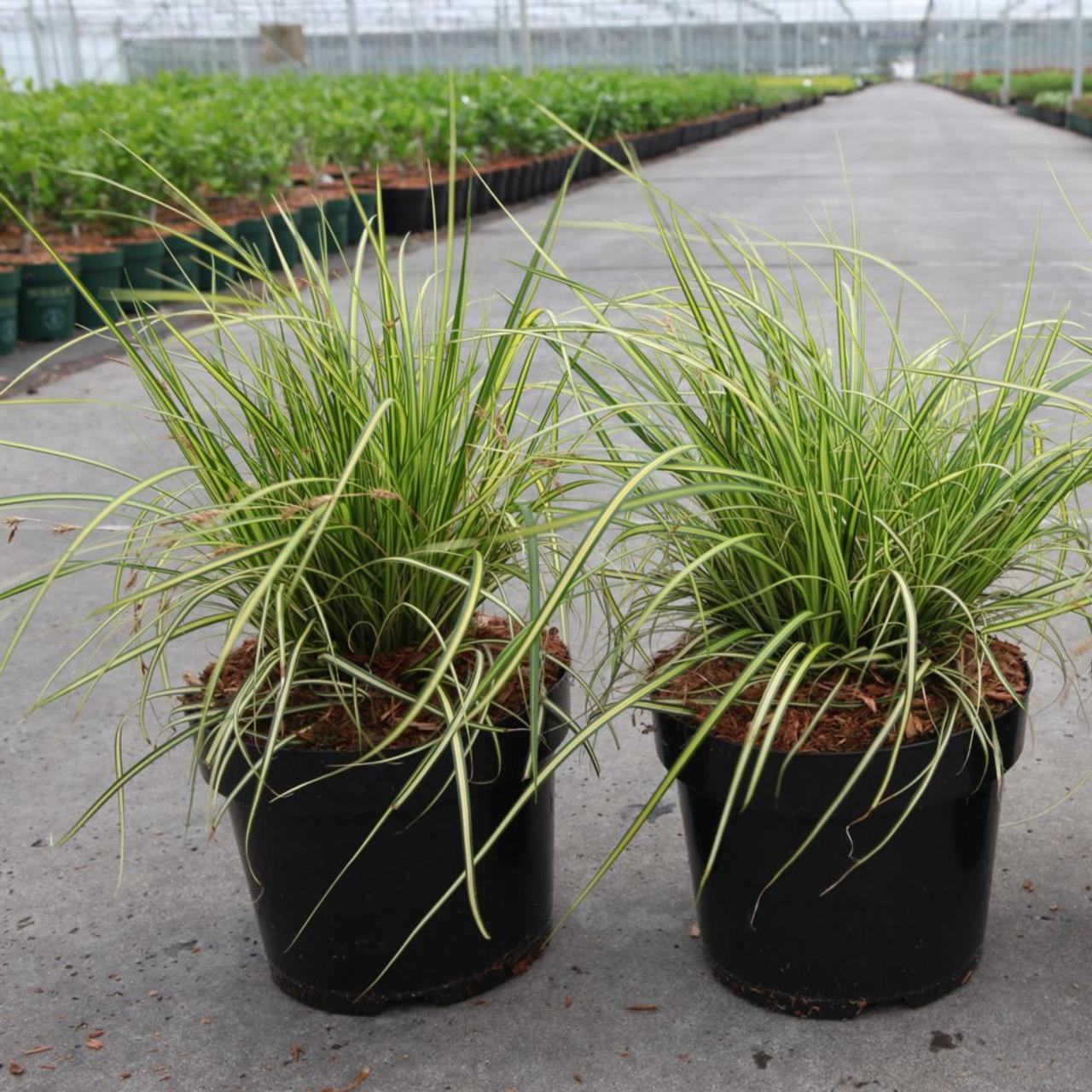 Carex oshimensis 'Eversheen' plant