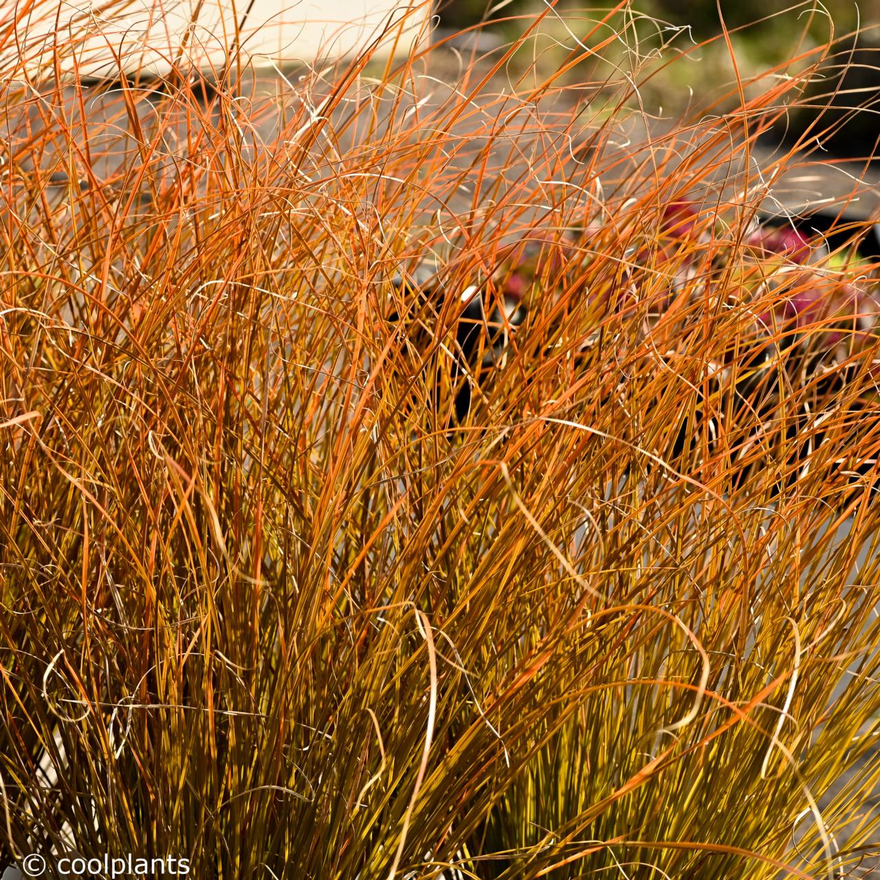 Carex testacea 'Prairie Fire' plant