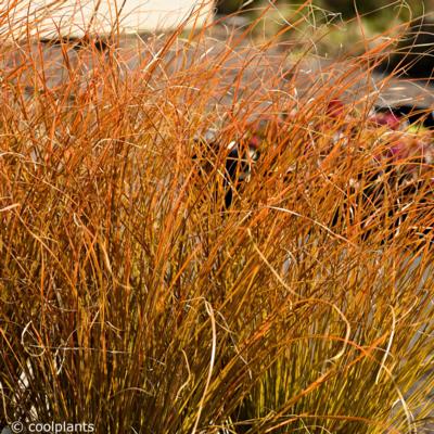 carex-testacea-prairie-fire