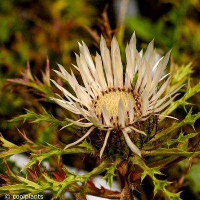 carlina-acaulis-simplex