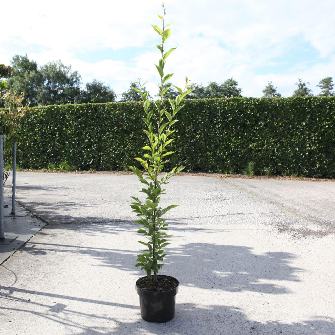 Carpinus betulus 'Fastigiata' plant