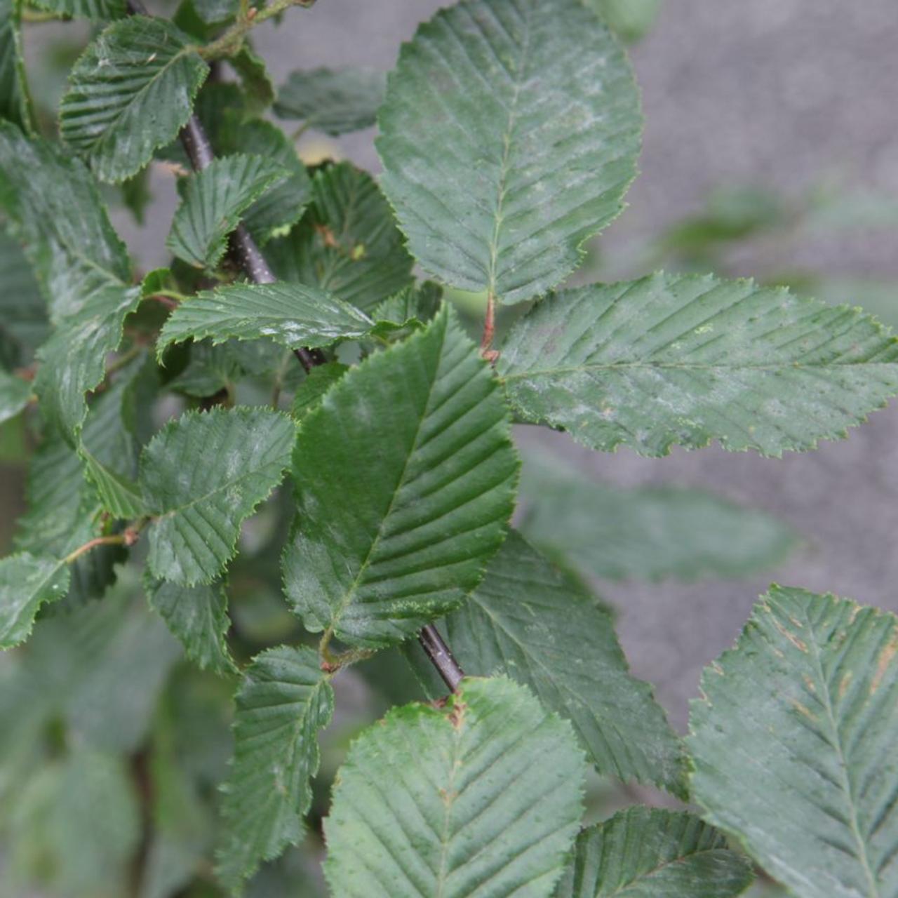 Carpinus betulus plant