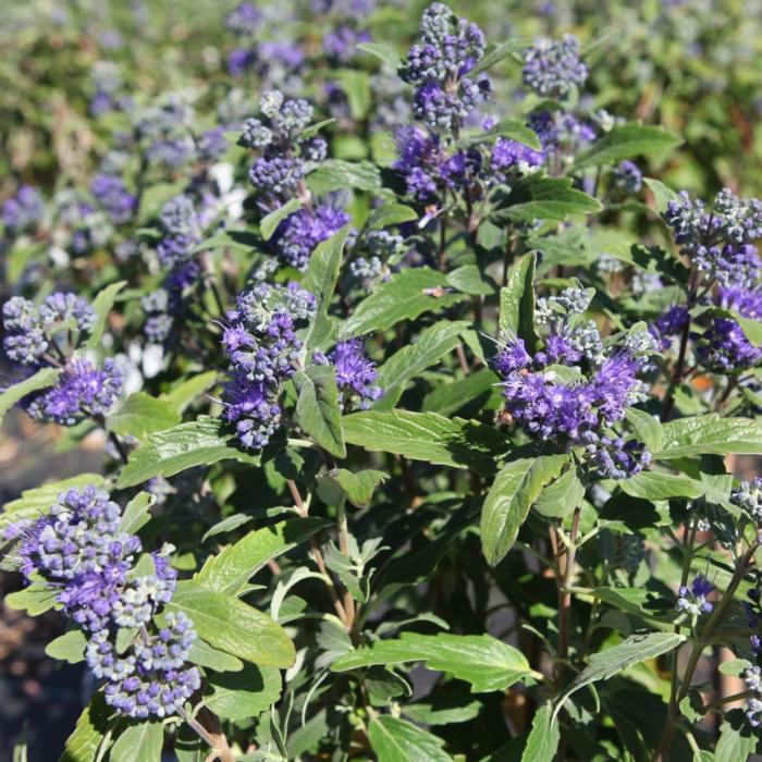 Caryopteris clandonensis 'Beyond Midnight' plant