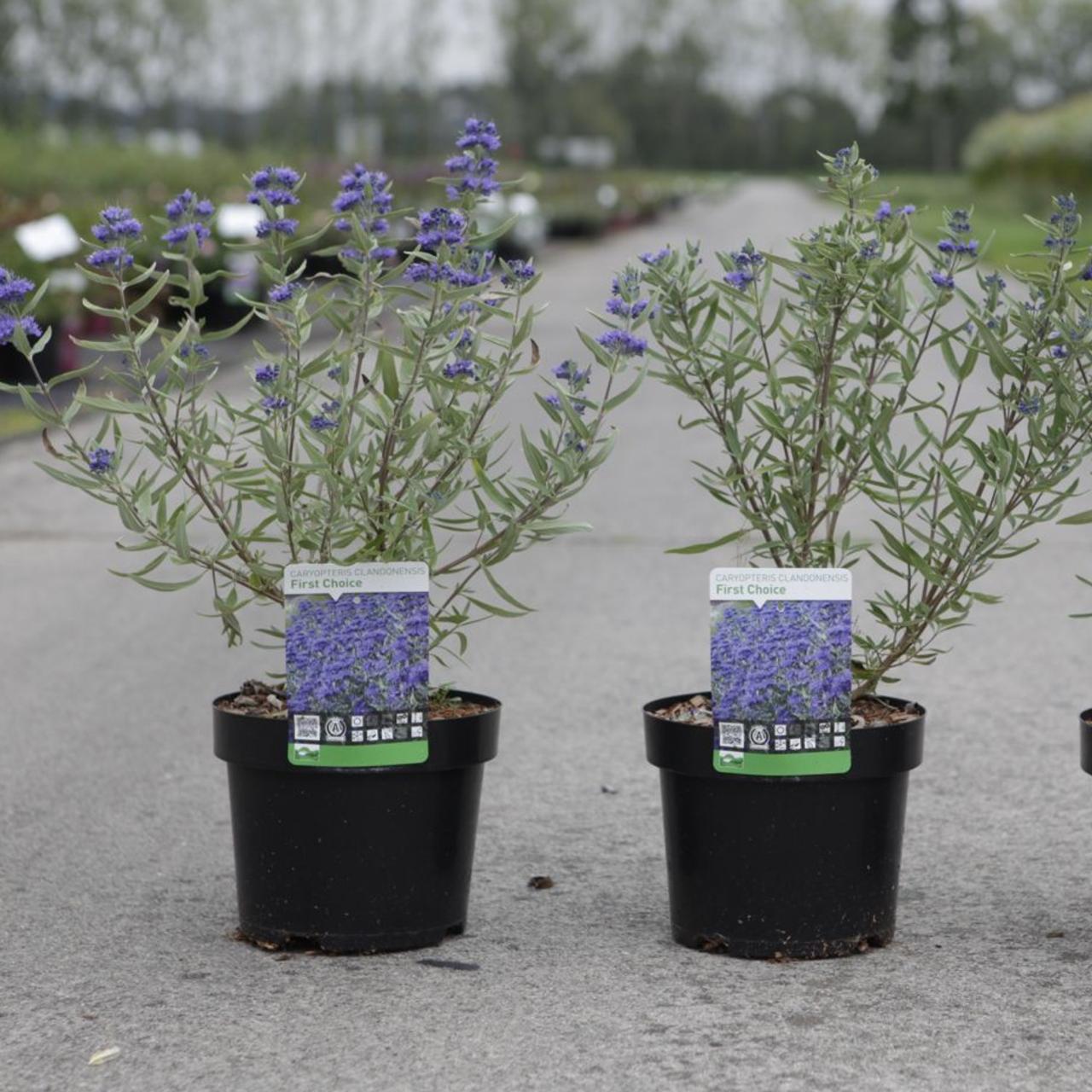 Caryopteris clandonensis 'First Choice' plant