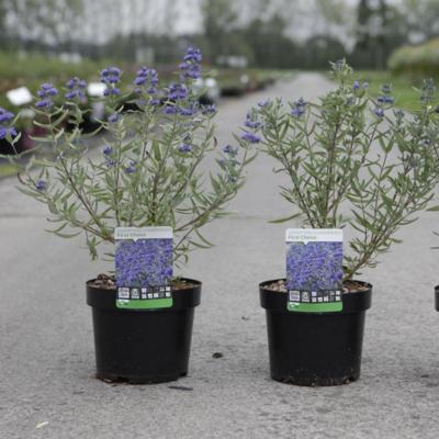 caryopteris-clandonensis-first-choice