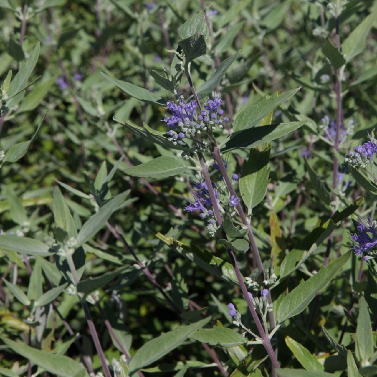 Caryopteris clandonensis 'Heavenly Blue' plant