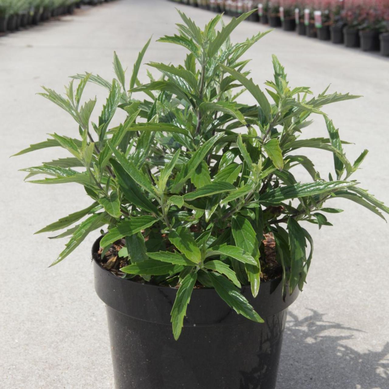 Caryopteris clandonensis 'Petit Bleu' plant