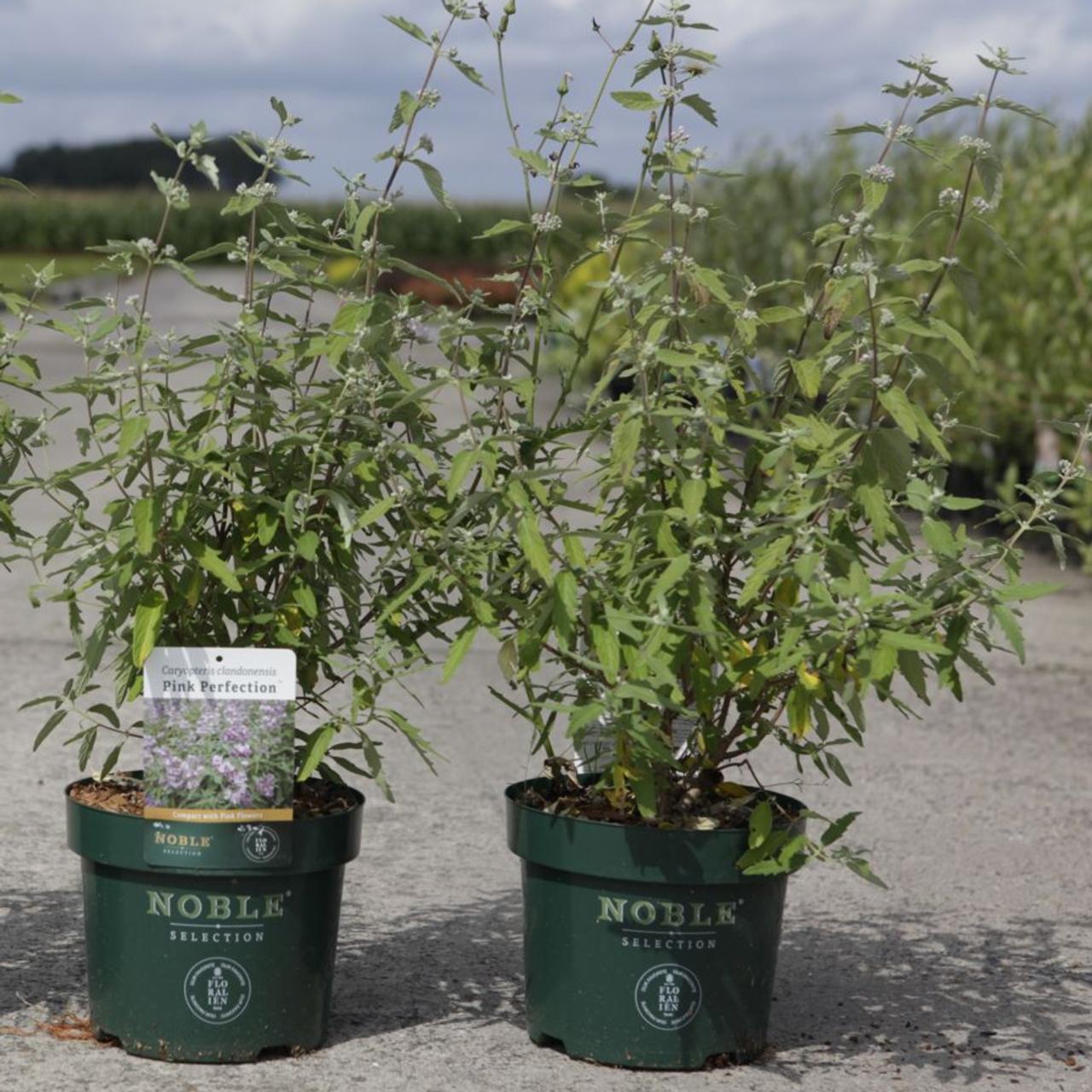 Caryopteris clandonensis 'Pink Perfection' plant