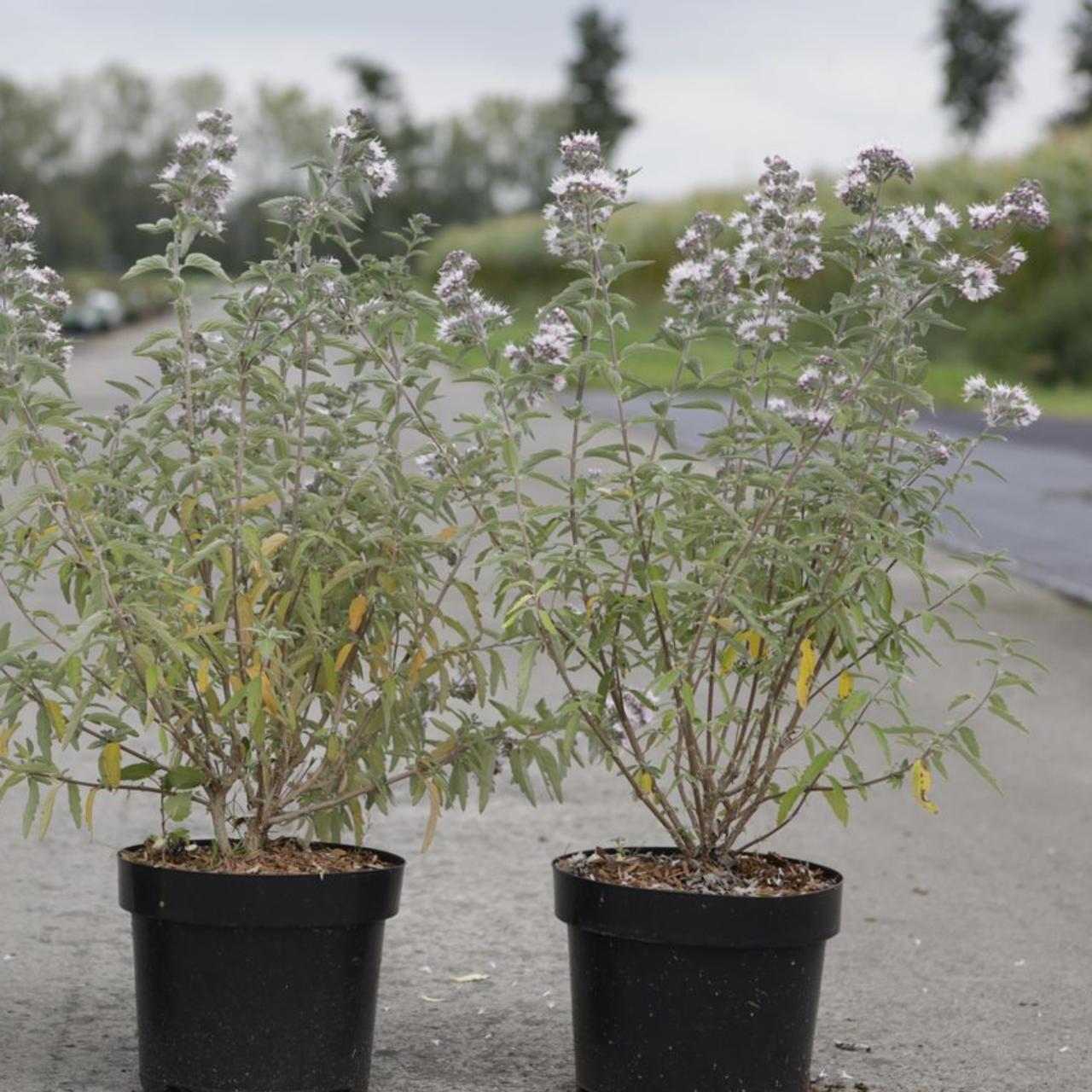 Caryopteris clandonensis 'Stephi' plant