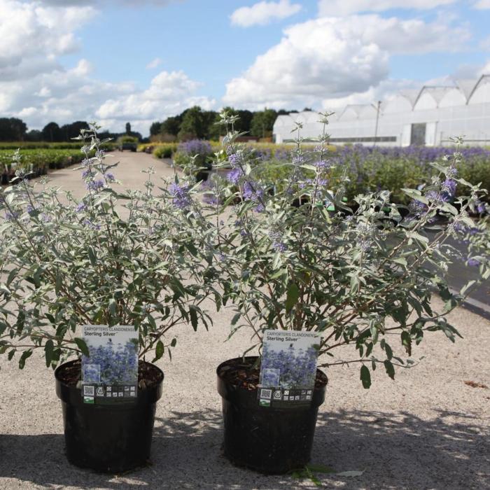 Caryopteris clandonensis STERLING SILVER plant