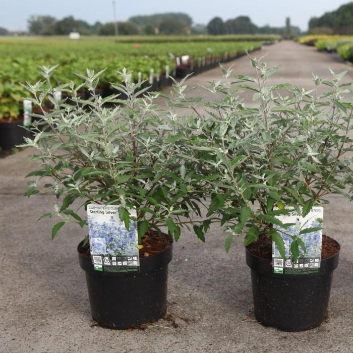 Caryopteris clandonensis STERLING SILVER plant