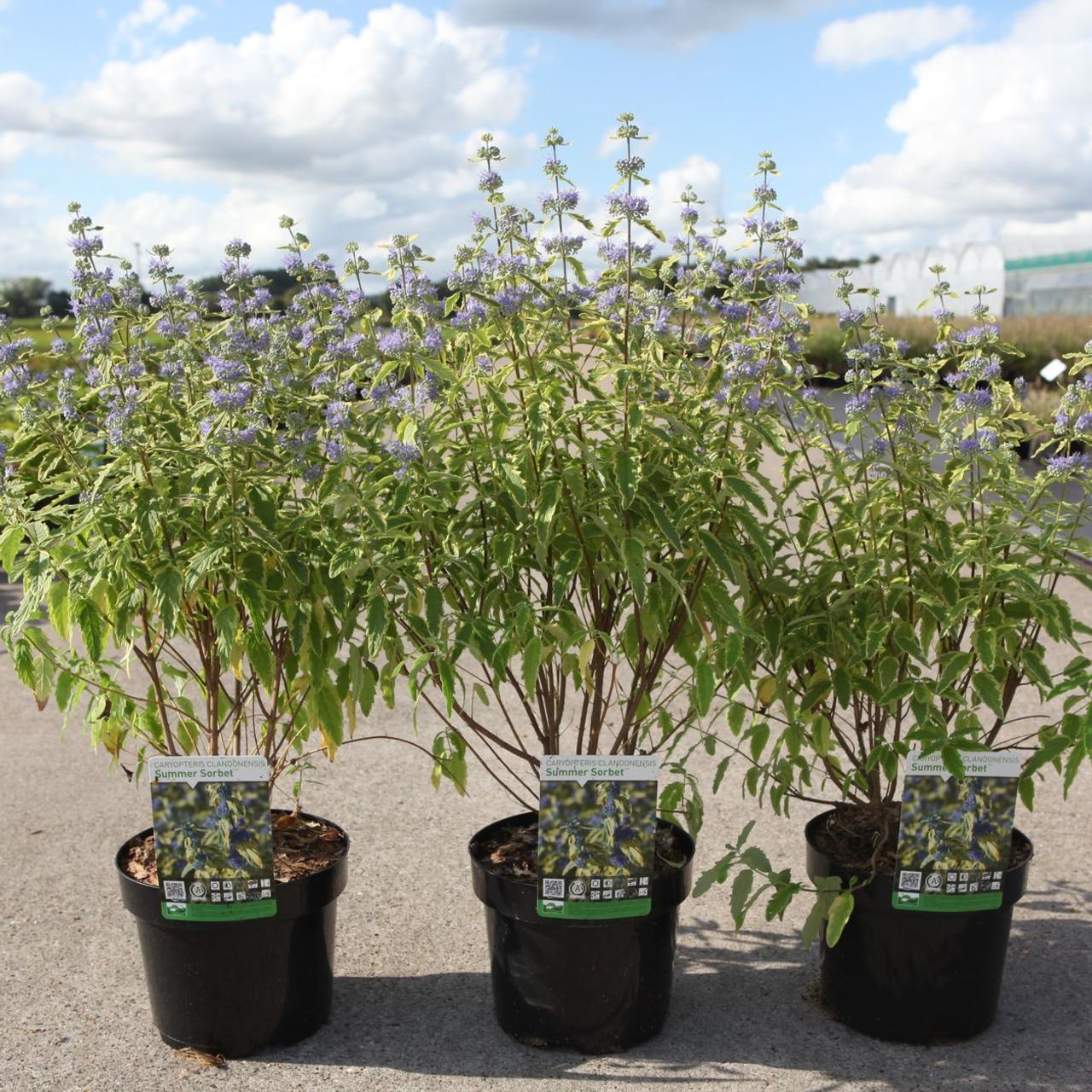 Caryopteris clandonensis 'Summer Sorbet' plant