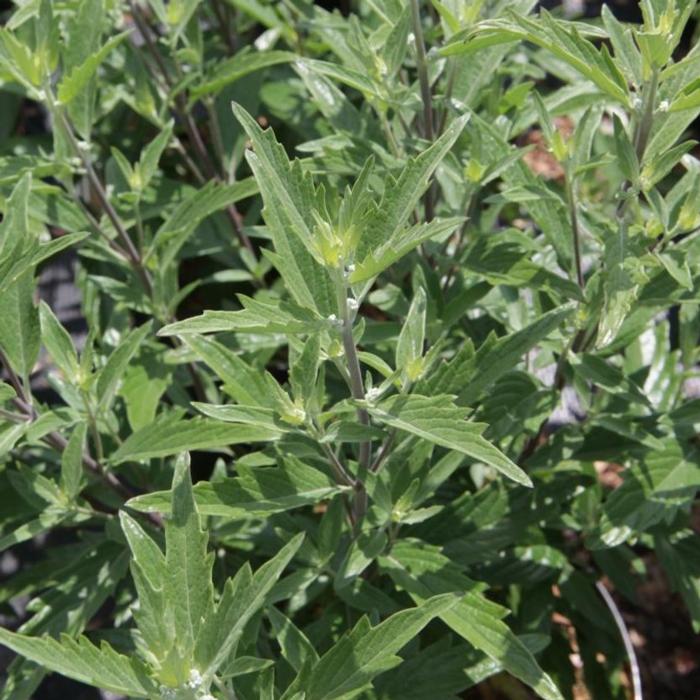 Caryopteris clandonensis 'Thetis' plant