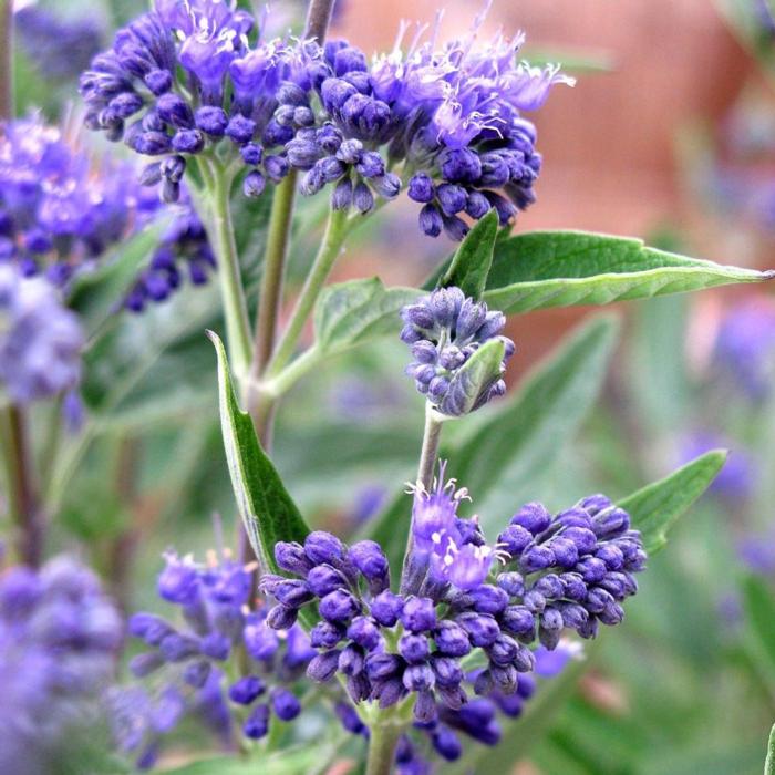 Caryopteris clandonensis 'Thetis' plant