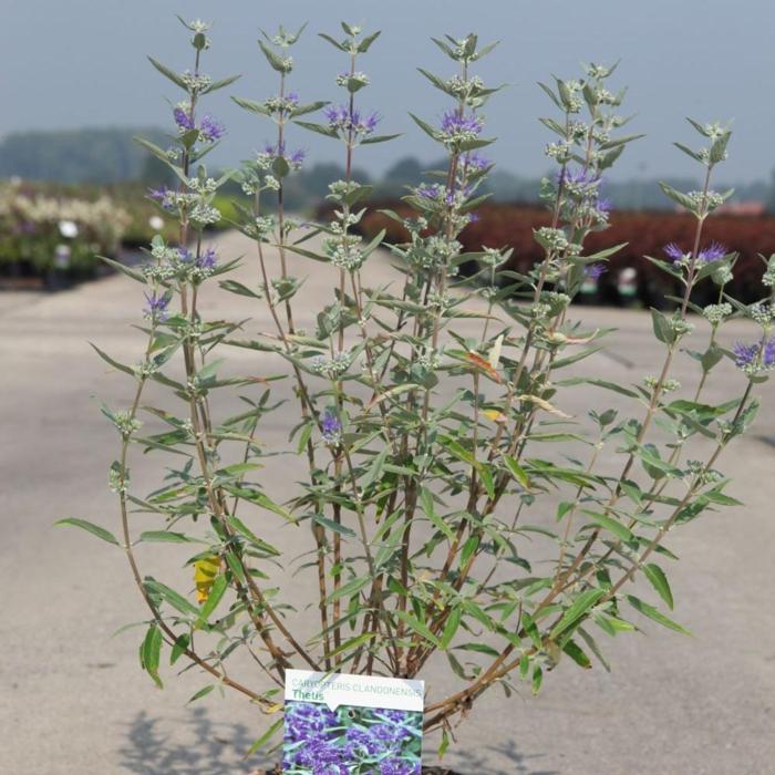 Caryopteris clandonensis 'Thetis' plant