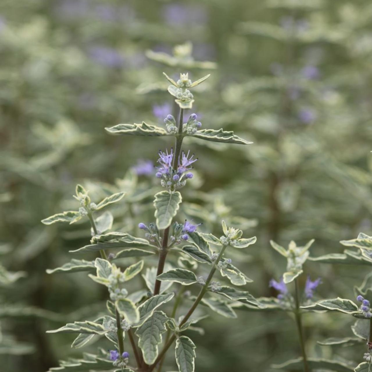 Caryopteris clandonensis 'White Surprise' plant