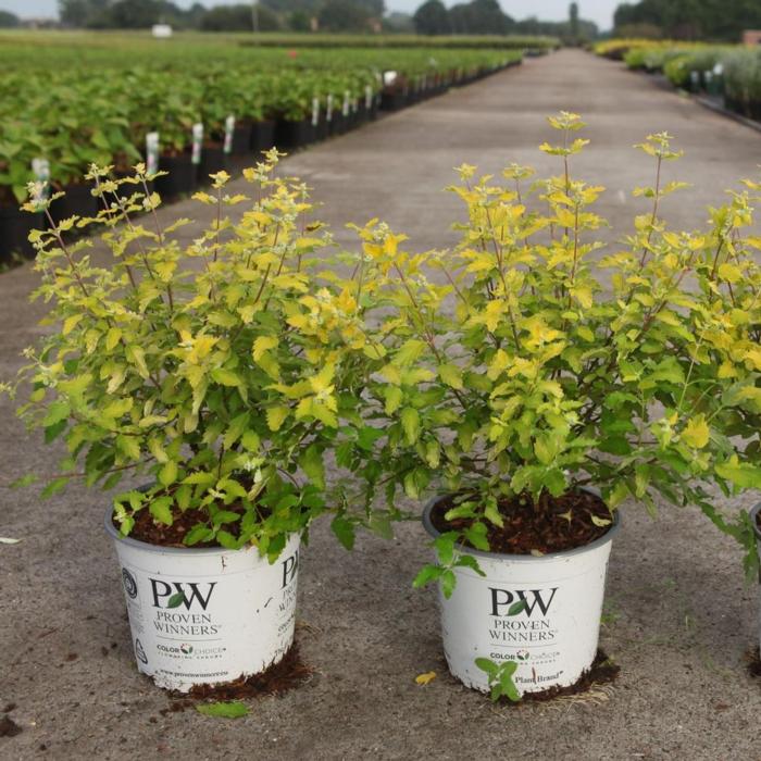 Caryopteris incana SUNNY BLUE plant