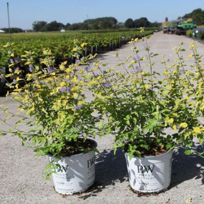 caryopteris-incana-sunny-blue