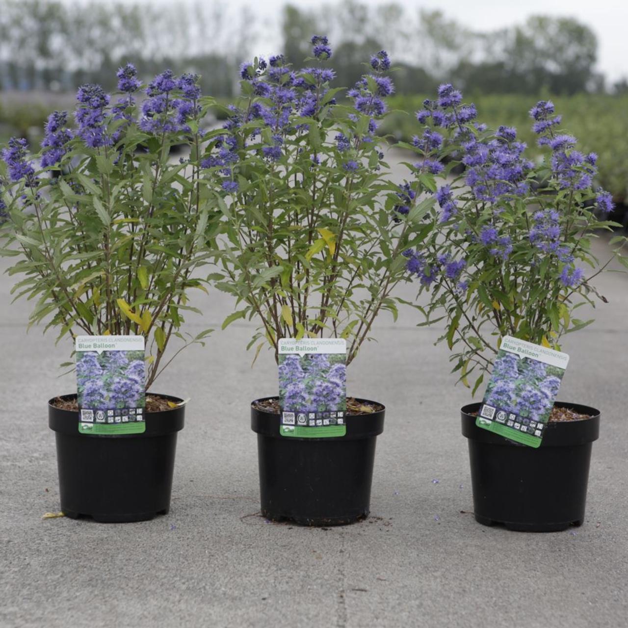 Caryopteris x clandonensis 'Blue Balloon' plant