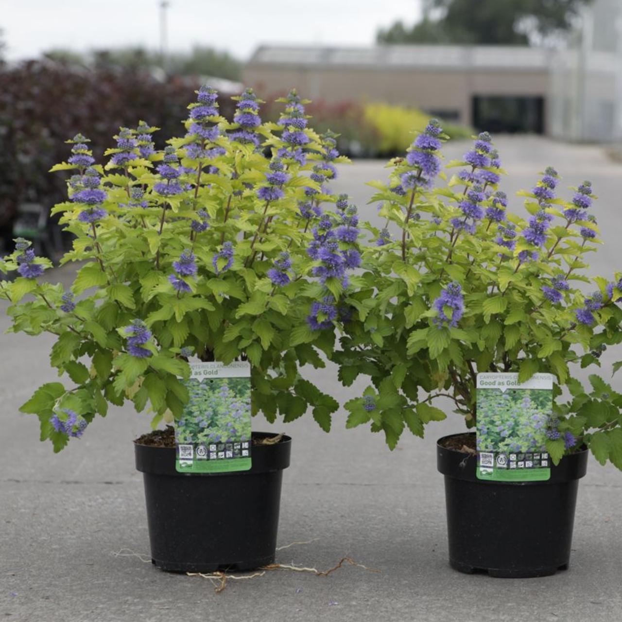 Caryopteris x clandonensis 'Good As Gold' plant