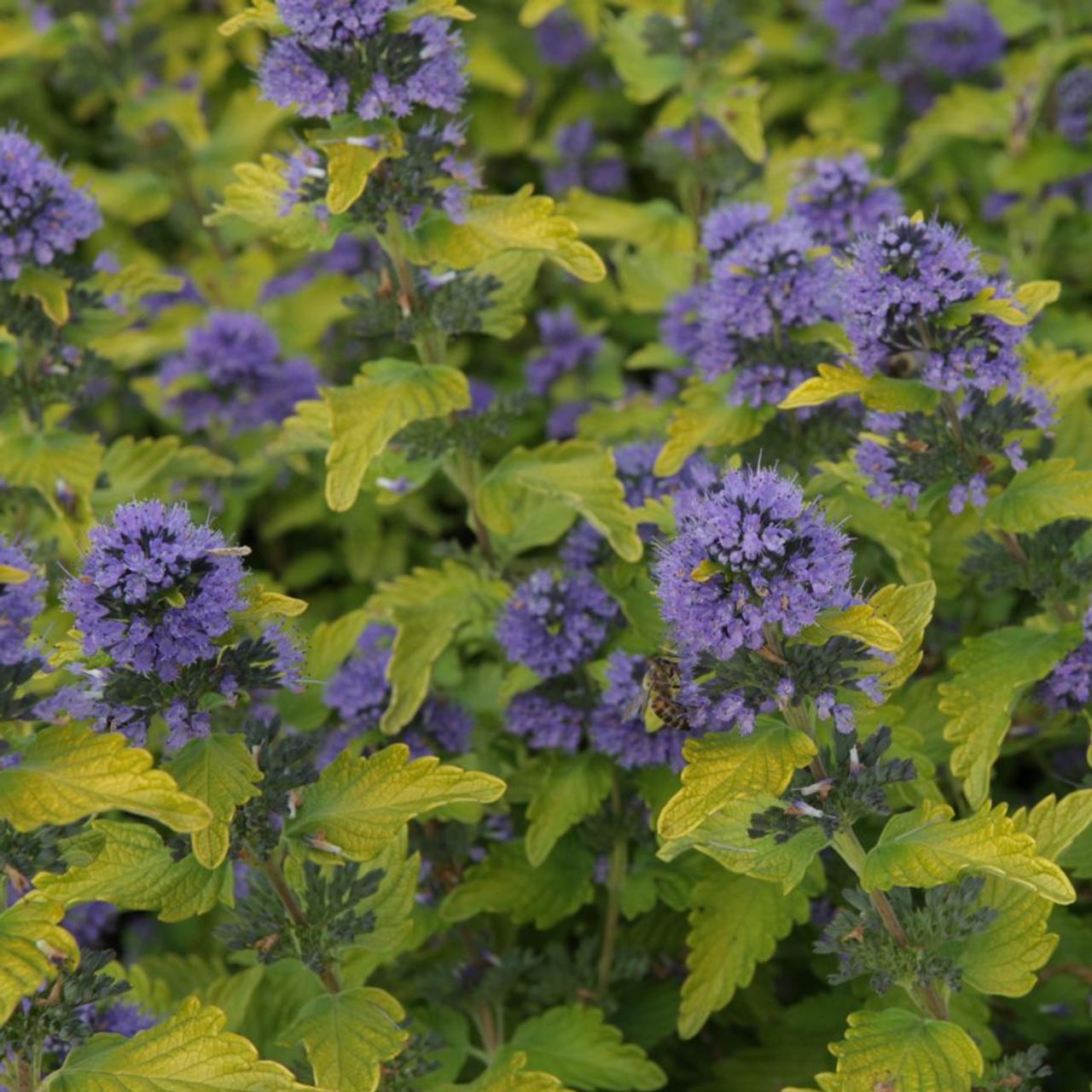 Caryopteris x clandonensis 'Hint of Gold'  plant