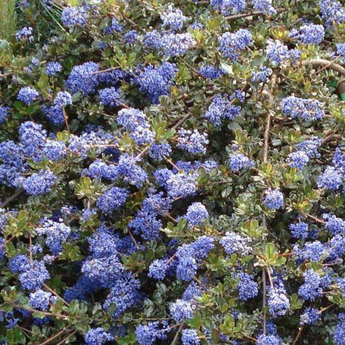 Ceanothus 'Blue Sapphire' plant