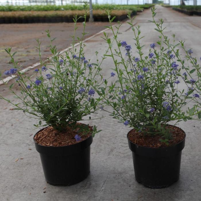 Ceanothus 'Concha' plant