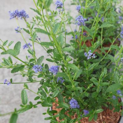 ceanothus-concha