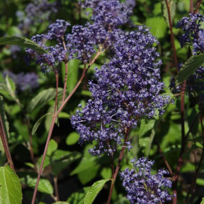 Ceanothus del. 'Henry Desfossé' plant