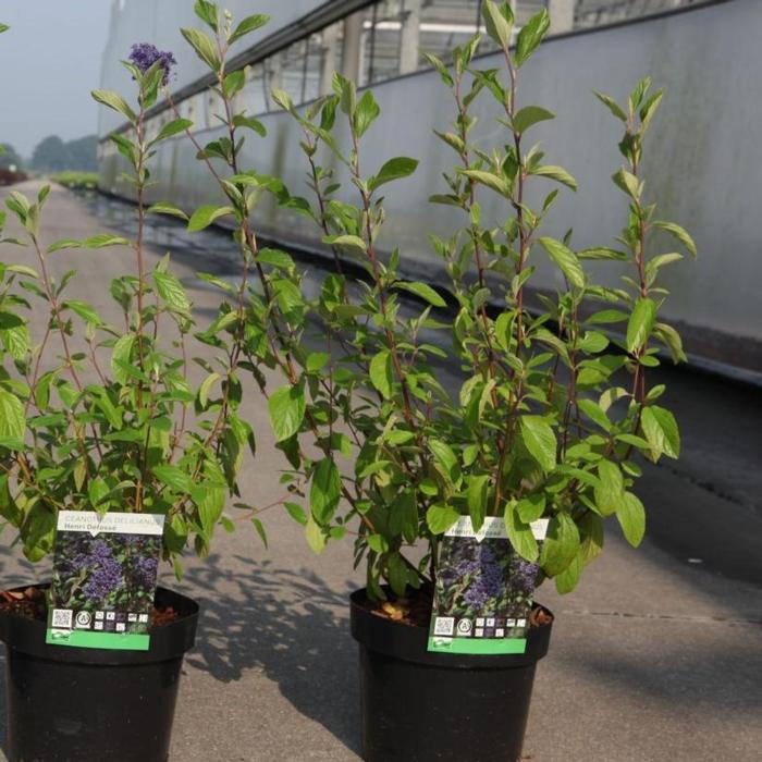 Ceanothus del. 'Henry Desfossé' plant