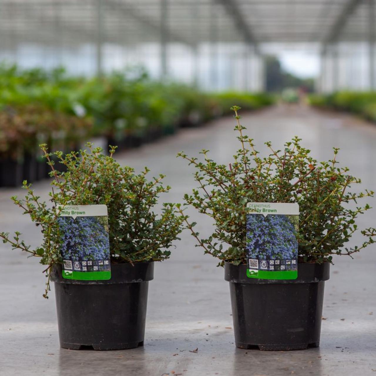 Ceanothus 'Emily Brown' plant