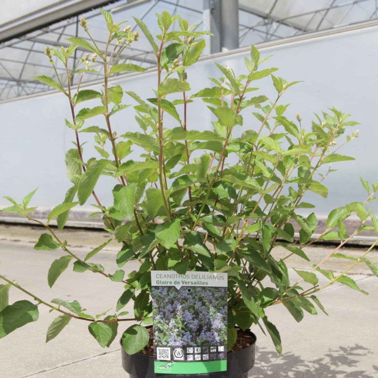 Ceanothus 'Gloire de Versailles' plant