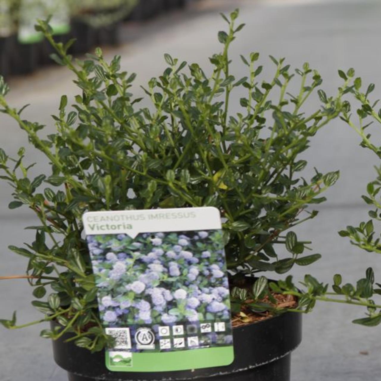 Ceanothus impressus 'Victoria' plant