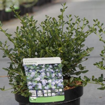 ceanothus-impressus-victoria