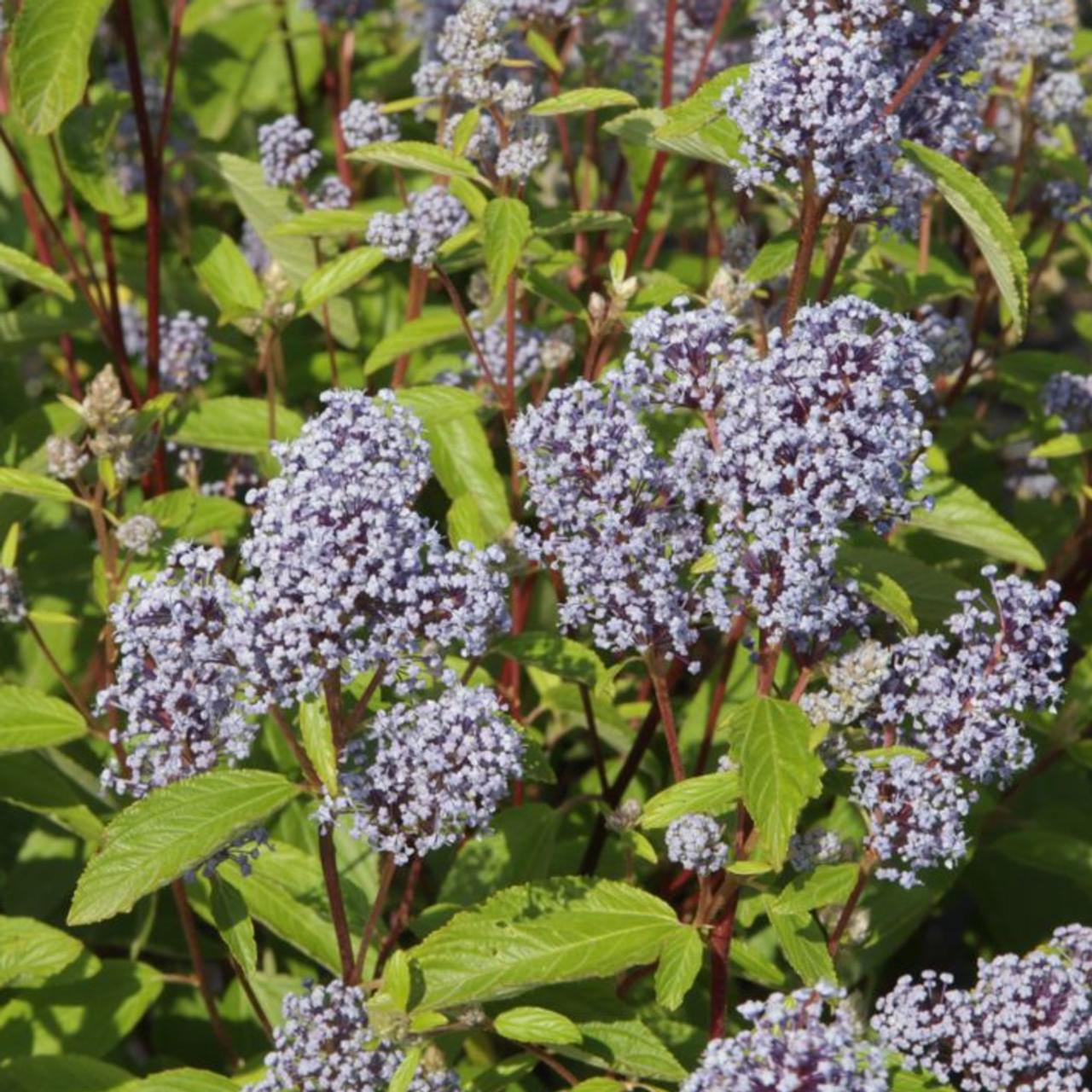 Ceanothus pallidus 'Marie Bleu' plant