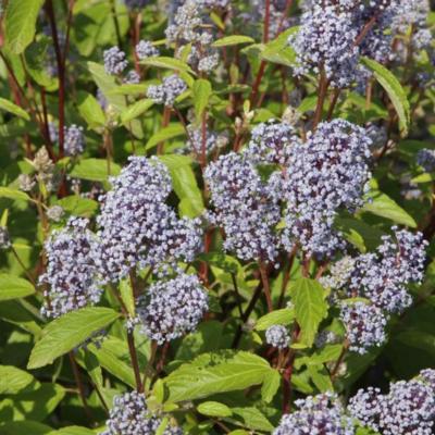 ceanothus-pallidus-marie-bleu