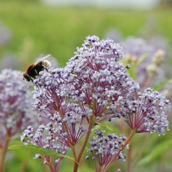 Ceanothus pallidus 'Marie Rose' plant