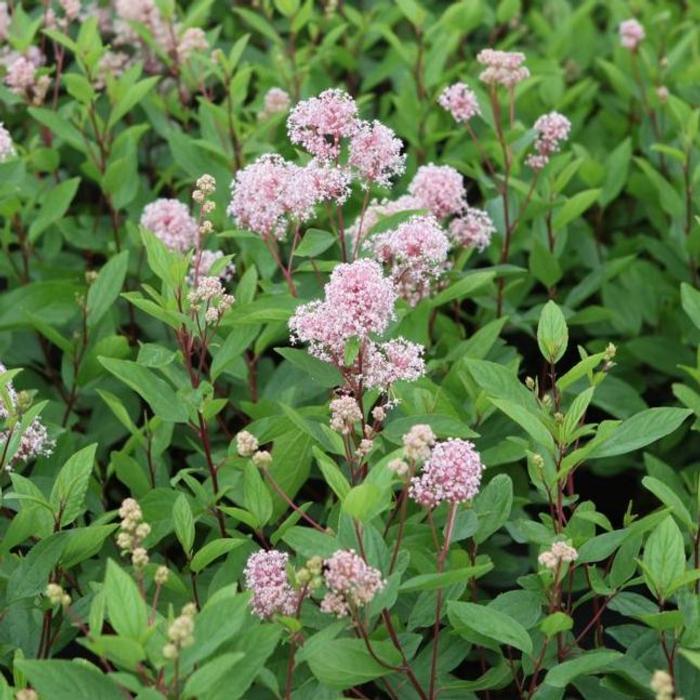 Ceanothus pallidus 'Marie Rose' plant