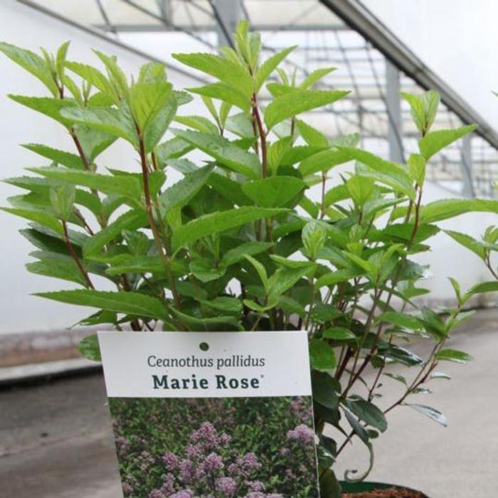 Ceanothus pallidus 'Marie Rose' plant