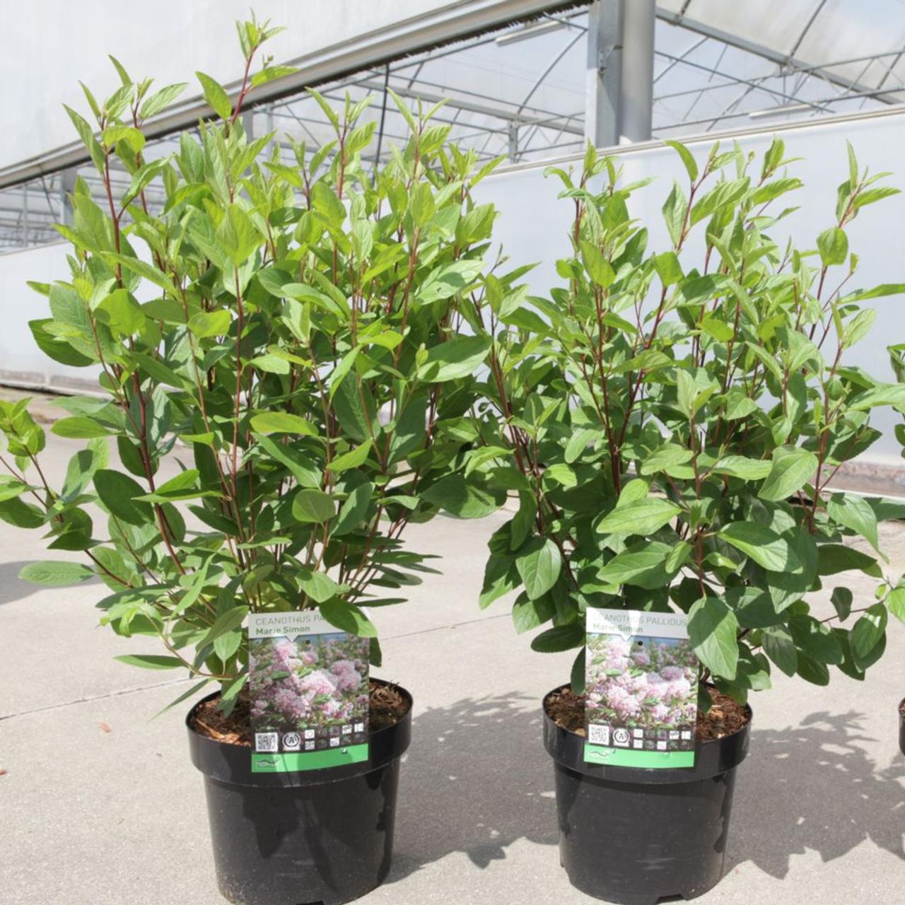 Ceanothus pallidus 'Marie Simon' plant