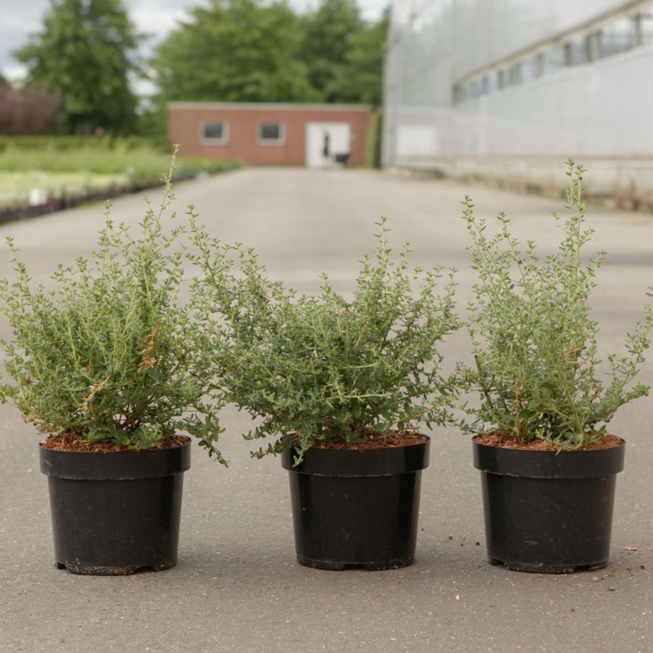 Ceanothus 'Puget Blue' plant