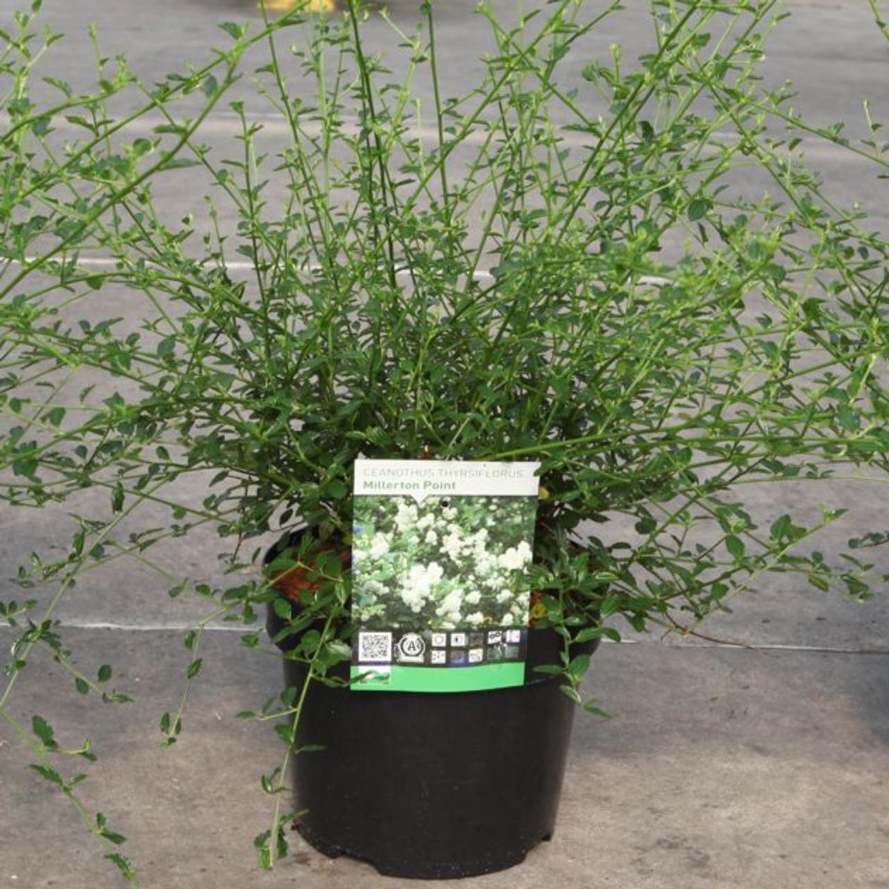 Ceanothus thyrsiflorus 'Millerton Point' plant