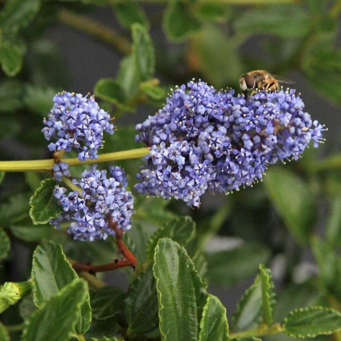 Ceanothus thyrsiflorus repens plant