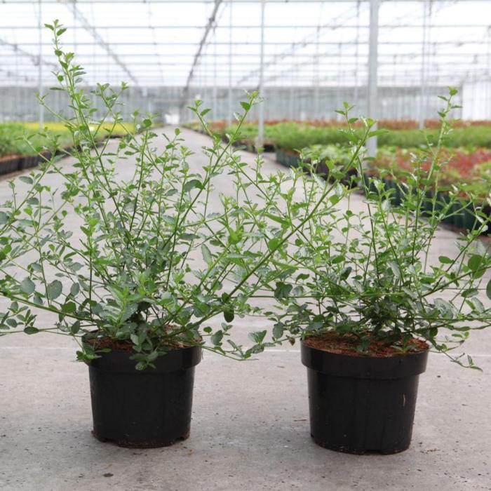 Ceanothus thyrsiflorus repens plant