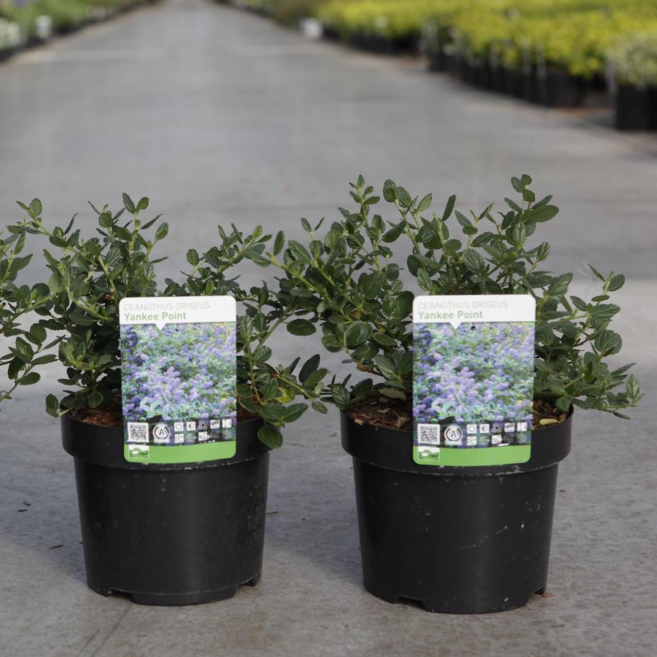 Ceanothus 'Yankee Point' plant