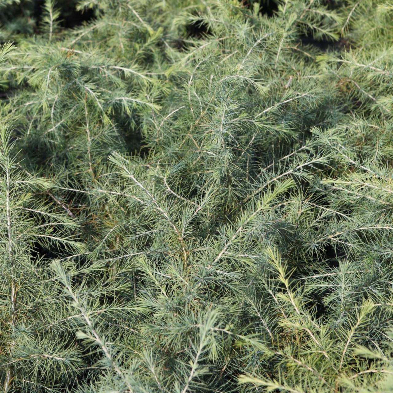 Cedrus deodara plant