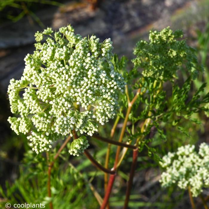 Cenolophium denudatum plant